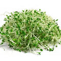 Alfalfa Grass