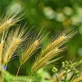 Barley Grass