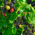 Blackberry