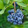 Blueberry