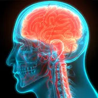 <b>Brain & Cognitive Support:</b> lion’s mane, coffee berry, green tea, turmeric.