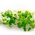 Broccoli Sprouts (Sulforaphane)