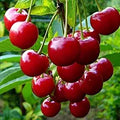 Cherry Tart