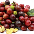 Coffee Berry