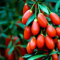 Goji Berry