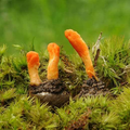 Cordyceps Mushroom