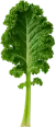 Kale