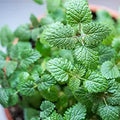 Lemon Balm