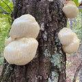 Lion’s Mane Mushroom