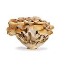 Maitake