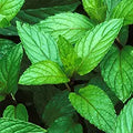 Peppermint