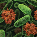Probiotics (Lactobacillus acidophilus)