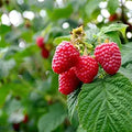 Raspberry