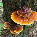 Reishi Mushroom