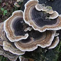 Turkey Tail