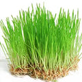 Wheat Grass
